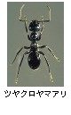 ツヤクロヤマアリ