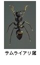 サムライアリ属