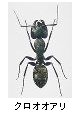 クロオオアリ