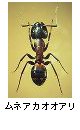 ムネアカオオアリ