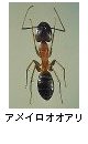 アメイロオオアリ