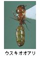 ウスキオオアリ