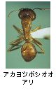 アカヨツボシオオアリ