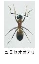 ユミセオオアリ