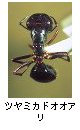 ツヤミカドオオアリ