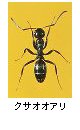 クサオオアリ