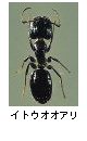 イトウオオアリ