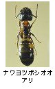 ナワヨツボシオオアリ