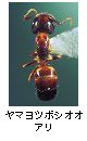 ヤマヨツボシオオアリ
