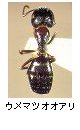 ウメマツオオアリ