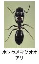 ホソウメマツオオアリ