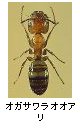 オガサワラオオアリ
