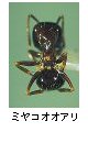 ミヤコオオアリ