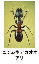 ニシムネアカオオアリ