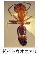 ダイトウオオアリ