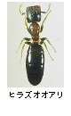 ヒラズオオアリ