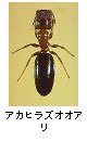 アカヒラズオオアリ