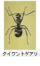 タイワントゲアリ