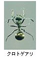 クロトゲアリ