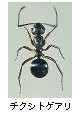 チクシトゲアリ
