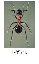 トゲアリ