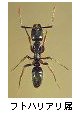 フトハリアリ属