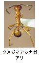 クメジマアシナガアリ