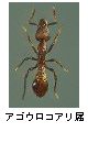 アゴウロコアリ属