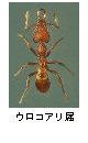 ウロコアリ属