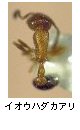 イオウハダカアリ